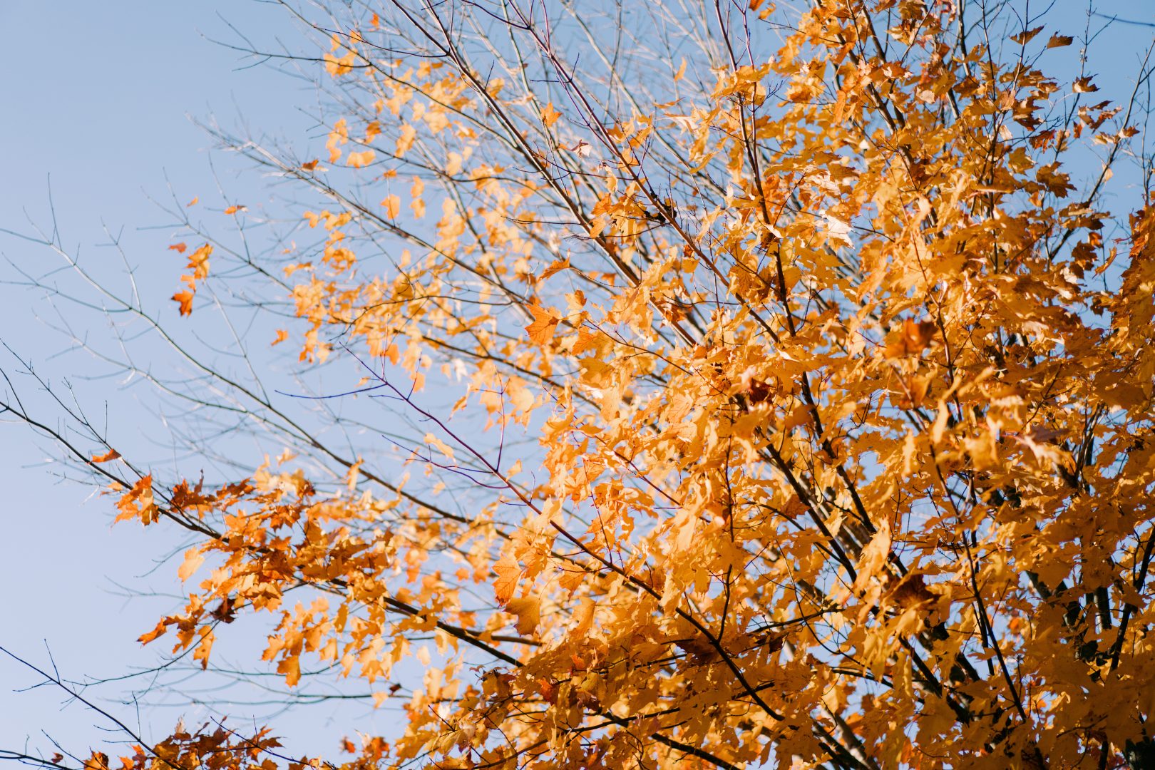 Indian Wedding at Royal Ambassador Banquet Wedding Photo 15